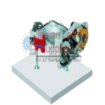 Throttle Valve Anatomical Model